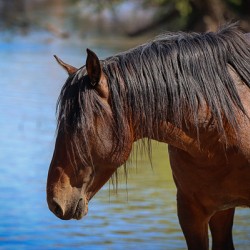 Nevada Virginia Range Series 36