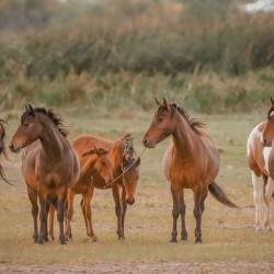 Nevada wild  Series VR1 2