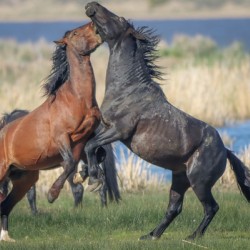 Nevada Virginia Range Series 27