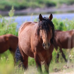 Nevada Virginia Range Series