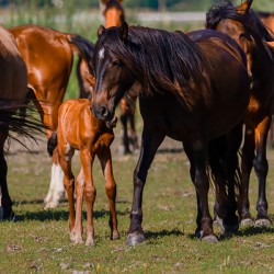 Nevada wild  Series VR1 1