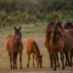 Nevada wild  Series VR1 2