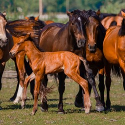 Nevada wild  Series VR1 3