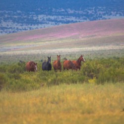 Nevada Mustang series 5 1