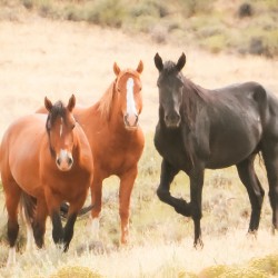 Nevada Mustang Series 15 1