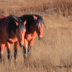 Nevada Mustang series 7 1