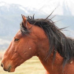 Nevada Virginia Range Series 10