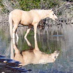 Nevada Virginia Range Series 38