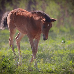 Nevada Virginia Range Series 30