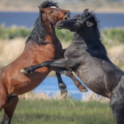 Nevada Virginia Range Series 16