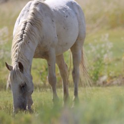 Nevada Virginia Range Series 2
