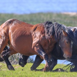 Nevada Virginia Range Series 13