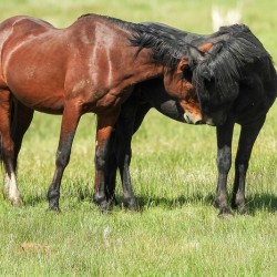Nevada Virginia Range Series 5