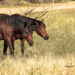 Nevada Mustang series 10 1