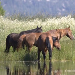 Wild Horse Nevada Series 9