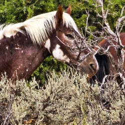 Nevada Mustang series2