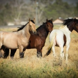 Nevada Mustang series 4 1