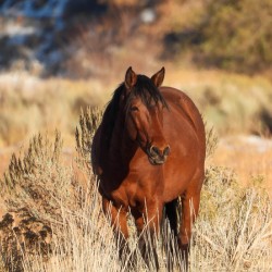 Wild Horse Nevada Series1