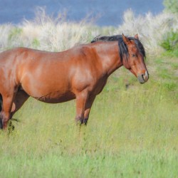 Nevada Virginia Range Series 8