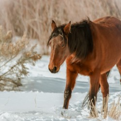 Nevada Wild Winter2 1