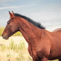 Nevada Mustang Series 17 1