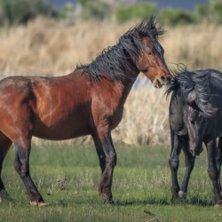 Nevada Virginia Range Series 20