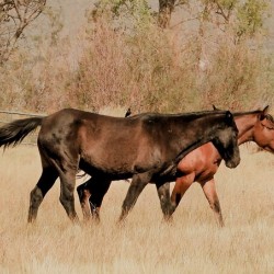Nevada Mustang series 14 1