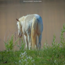 Wild Horse Nevada Series 13