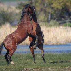 Nevada Virginia Range Series 28