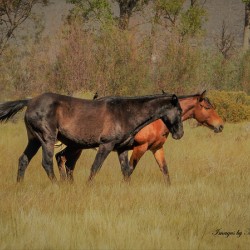 Nevada Mustang series 9 1