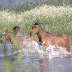 Wild Horse Nevada Series 4