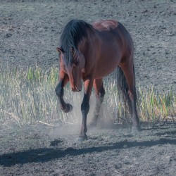 Nevada Virginia Range Series 33