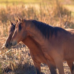 Nevada Virginia Range Series 34