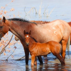 Nevada Virginia Range Series 35