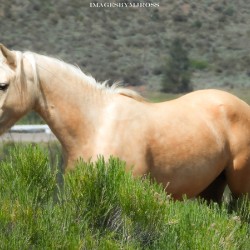 Wild Horse Nevada Series 10