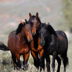 Nevada Virginia Range Series 11