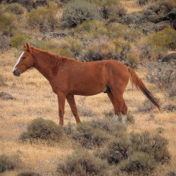 Nevada Mustang Series 16 1