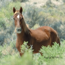 Nevada Mustang series 13 1