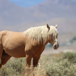 Nevada Virginia Range Series 9