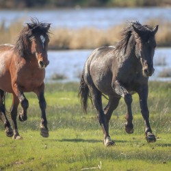 Nevada Virginia Range Series 14