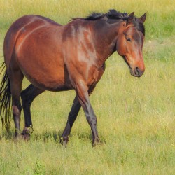 Nevada Virginia Range Series 6