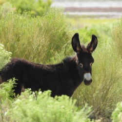 Marietta Wild Burro Range HMA 1