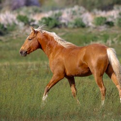 Nevada Virginia Range Series 12