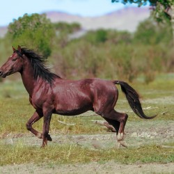 Nevada Virginia Range Series 3