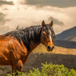 Nevada Mustang Series 16 1