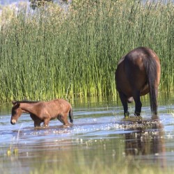 Wild Horse Nevada Series 6