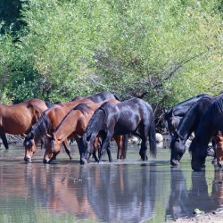 Nevada Virginia Range Series 37