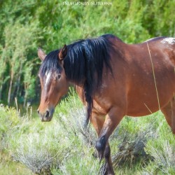 Wild Horse Nevada Series 11