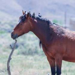 Nevada Mustang series1 1