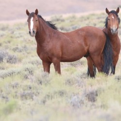 Wild Horse Nevada Series 8